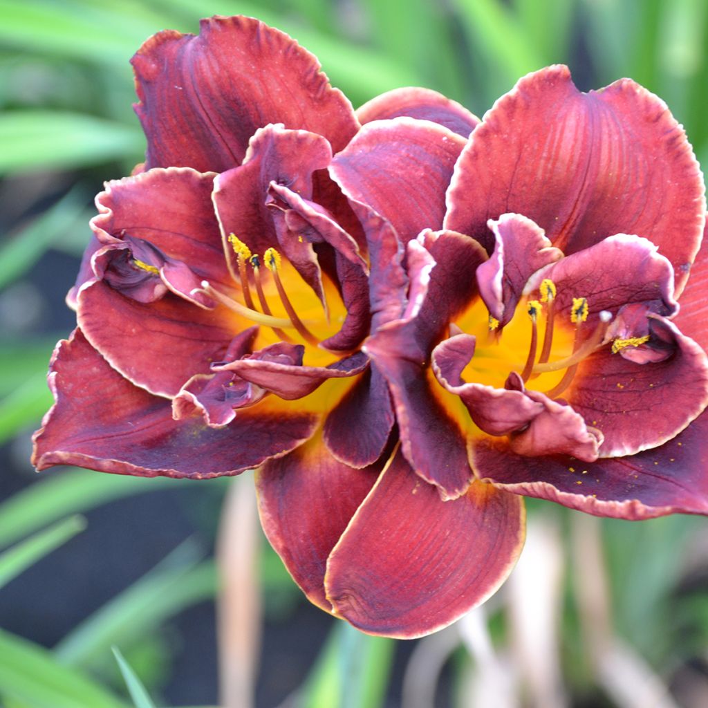 Hemerocallis Night Embers - Taglilie