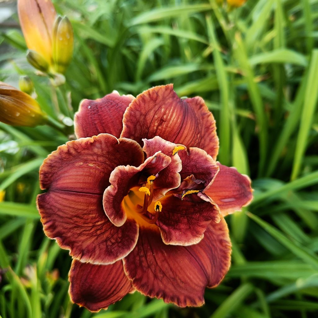 Hemerocallis Night Embers - Taglilie