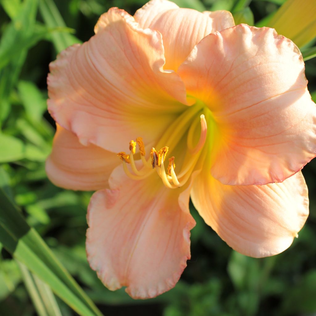 Hemerocallis On and On - Taglilie