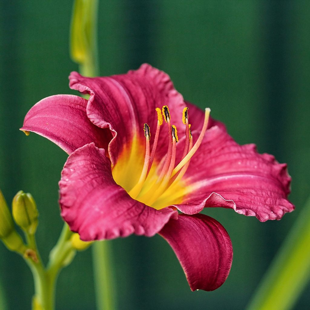 Hemerocallis Pardon Me - Taglilie