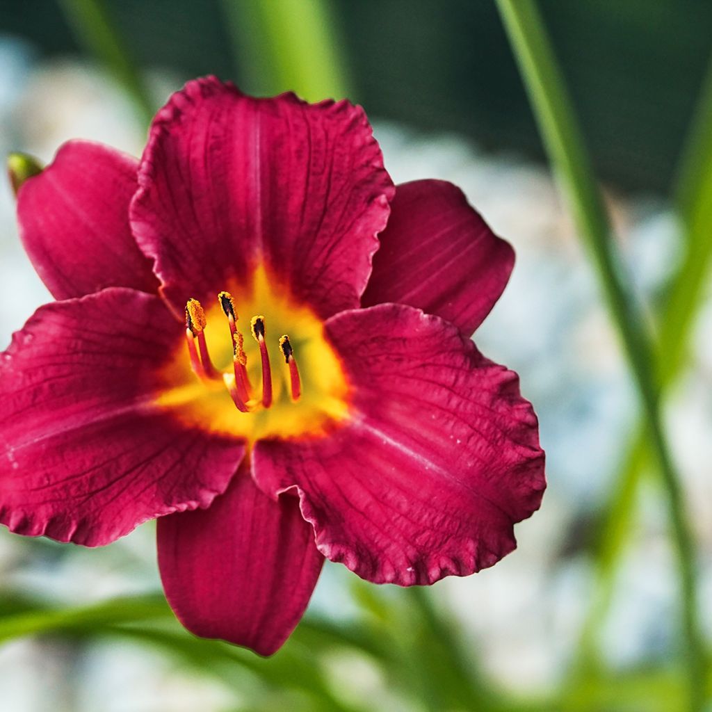 Hemerocallis Pardon Me - Taglilie