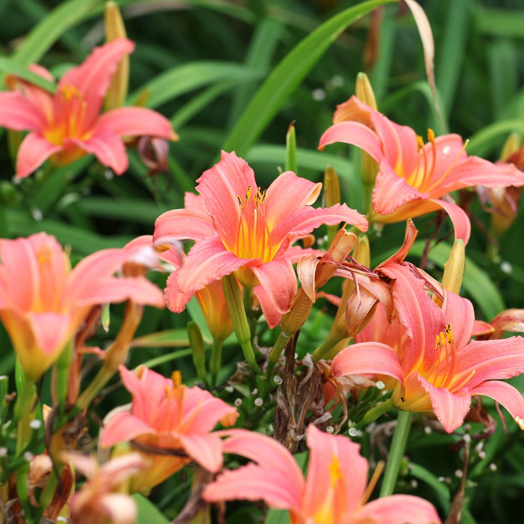 Hemerocallis Pink Damask - Taglilie