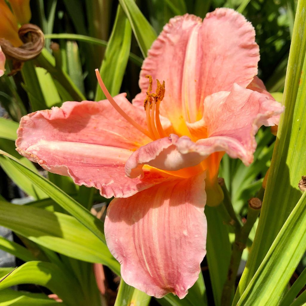 Hemerocallis Poogie - Taglilie