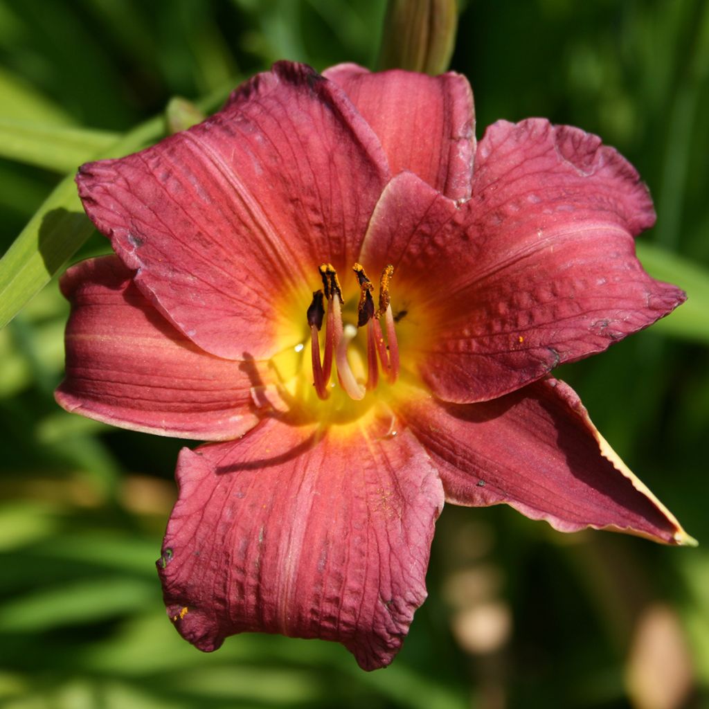 Hemerocallis Red Rum - Taglilie