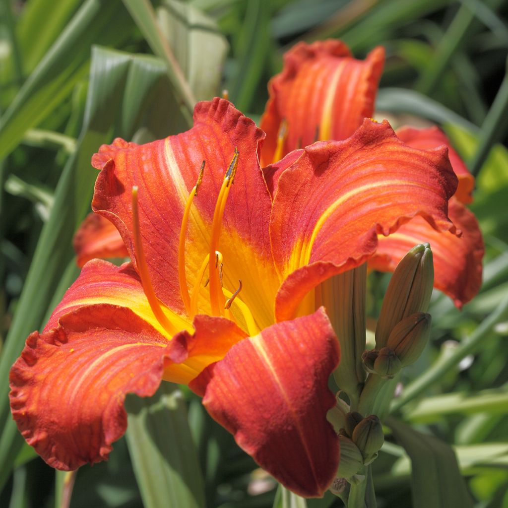 Hemerocallis Red Rum - Taglilie