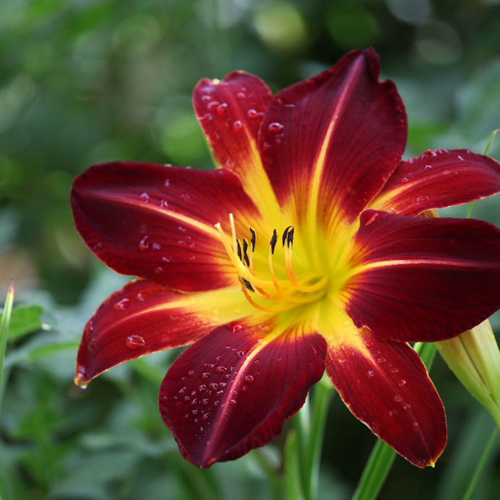 Hemerocallis Ruby Spider - Taglilie