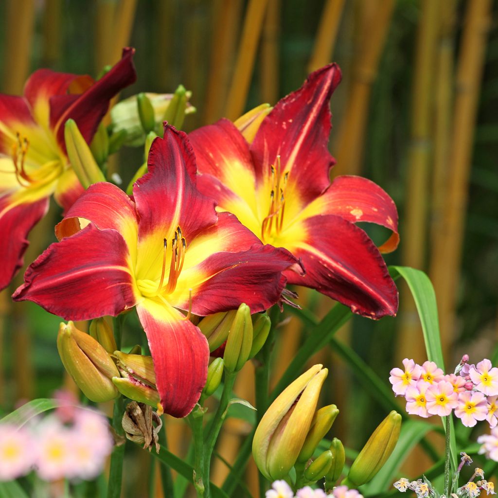 Hemerocallis Ruby Spider - Taglilie