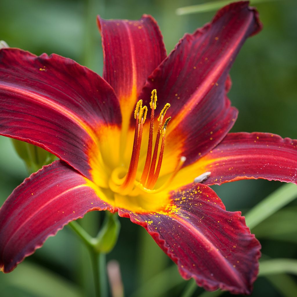 Hemerocallis Ruby Spider - Taglilie