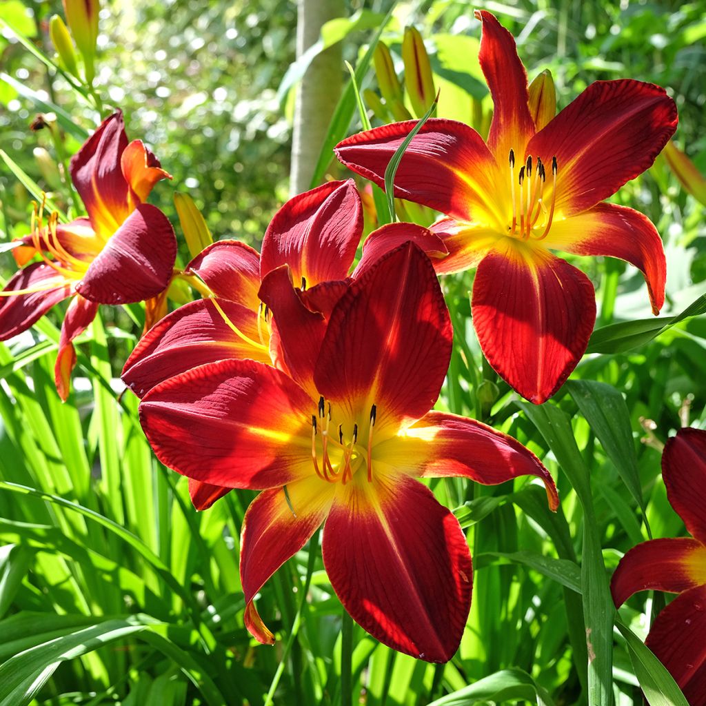 Hemerocallis Ruby Spider - Taglilie