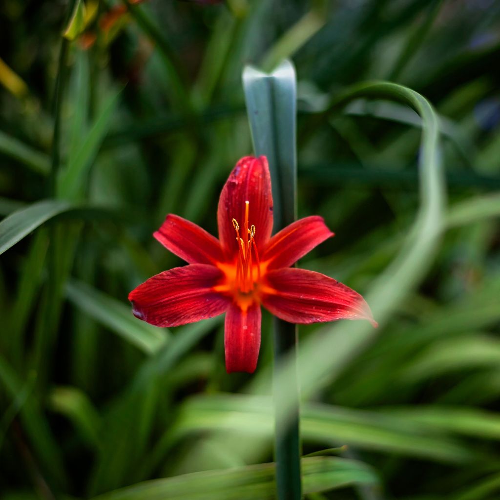 Hemerocallis Sammy Russel - Taglilie