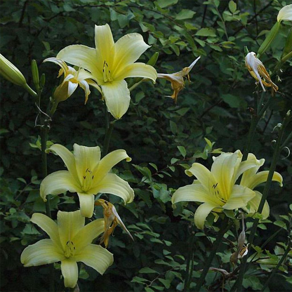 Hémérocalle Shooting Star - Lis d'un jour jaune clair à reflets verts.