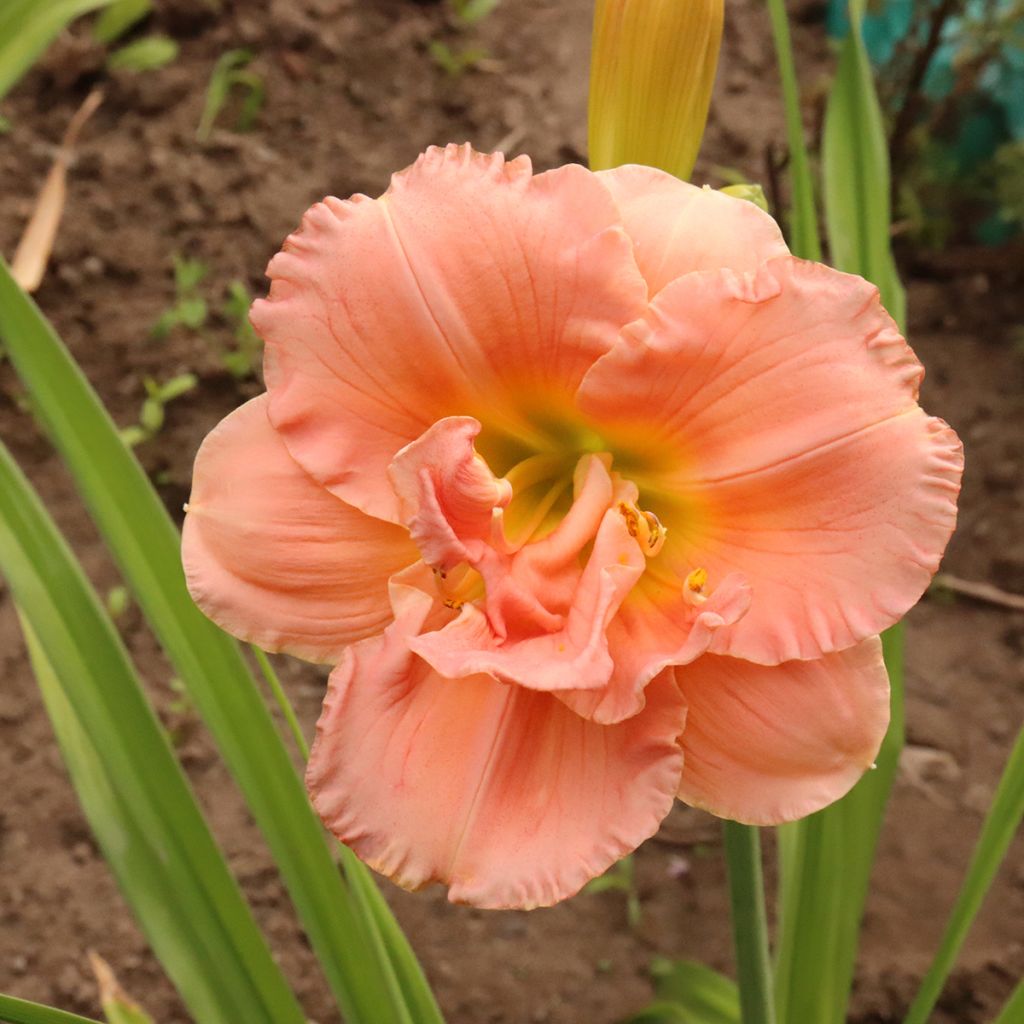 Hemerocallis Siloam Double Classic - Taglilie