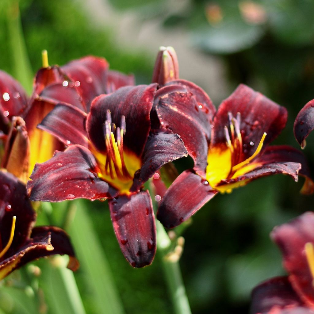 Hemerocallis Starling - Taglilie