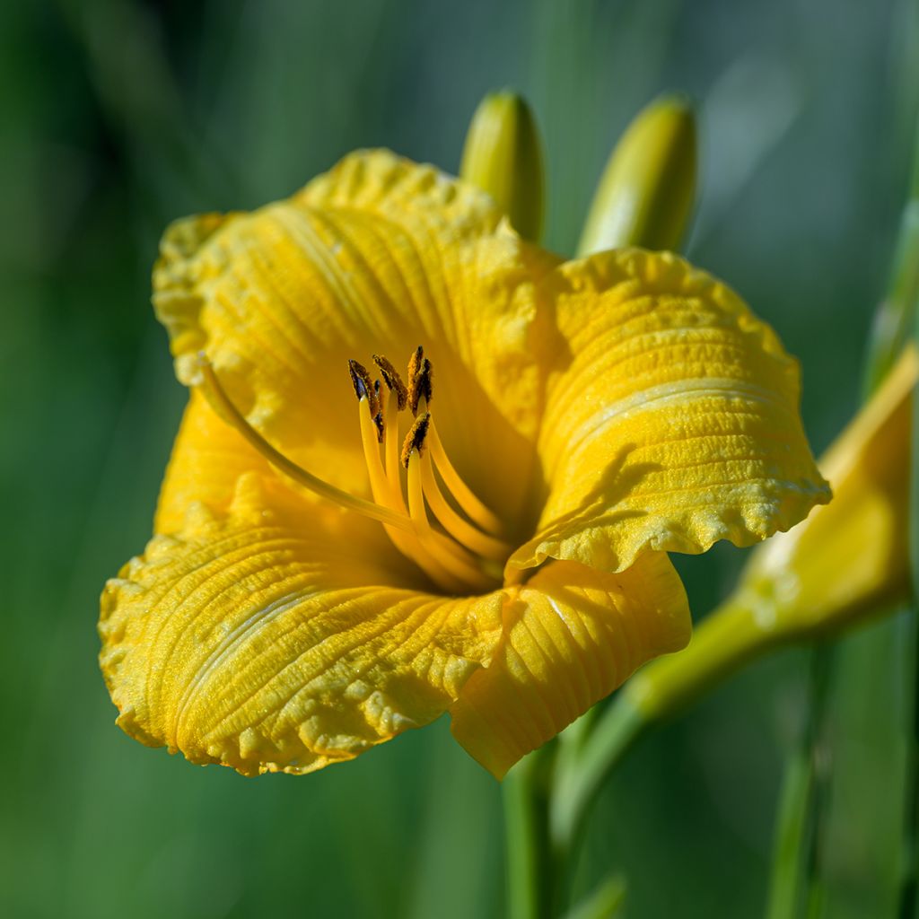 Hemerocallis Stella de Oro - Taglilie