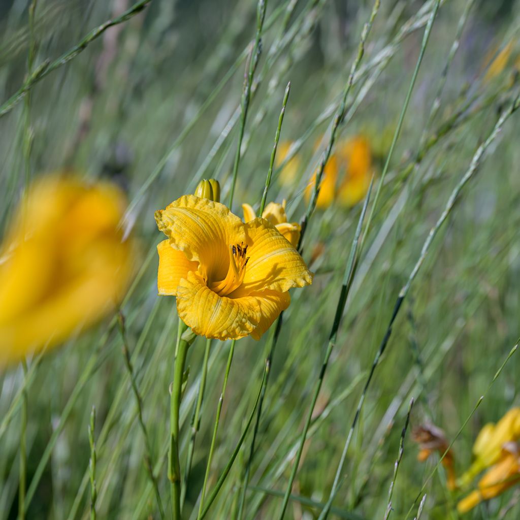 Hemerocallis Stella de Oro - Taglilie