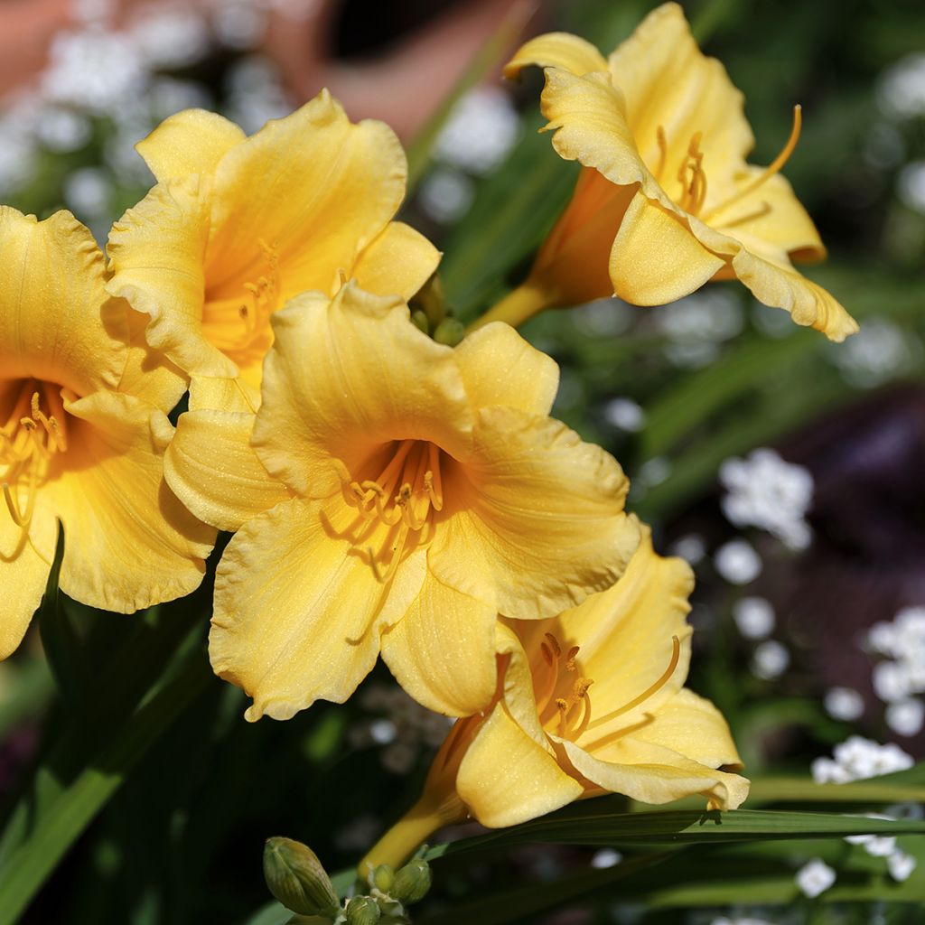 Hemerocallis Stella de Oro - Taglilie