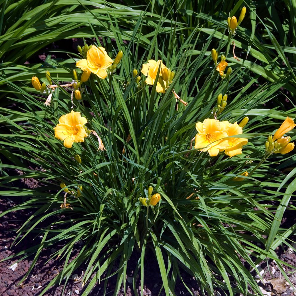 Hemerocallis Stella de Oro - Taglilie