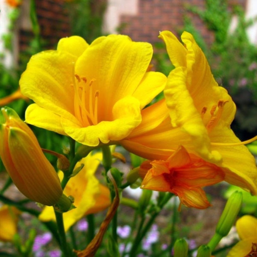 Hemerocallis Stella de Oro - Taglilie