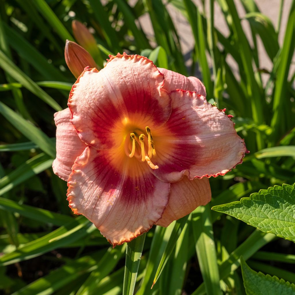 Hemerocallis Strawberry Candy - Taglilie