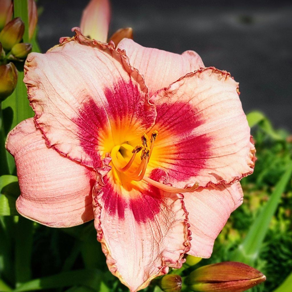 Hemerocallis Strawberry Candy - Taglilie