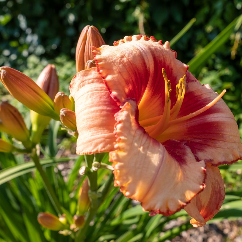 Hemerocallis Strawberry Candy - Taglilie