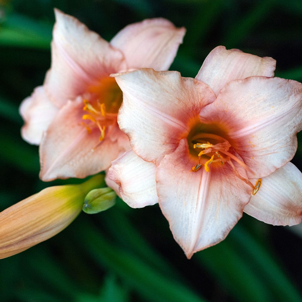 Hemerocallis Strawberry Swirl - Taglilie