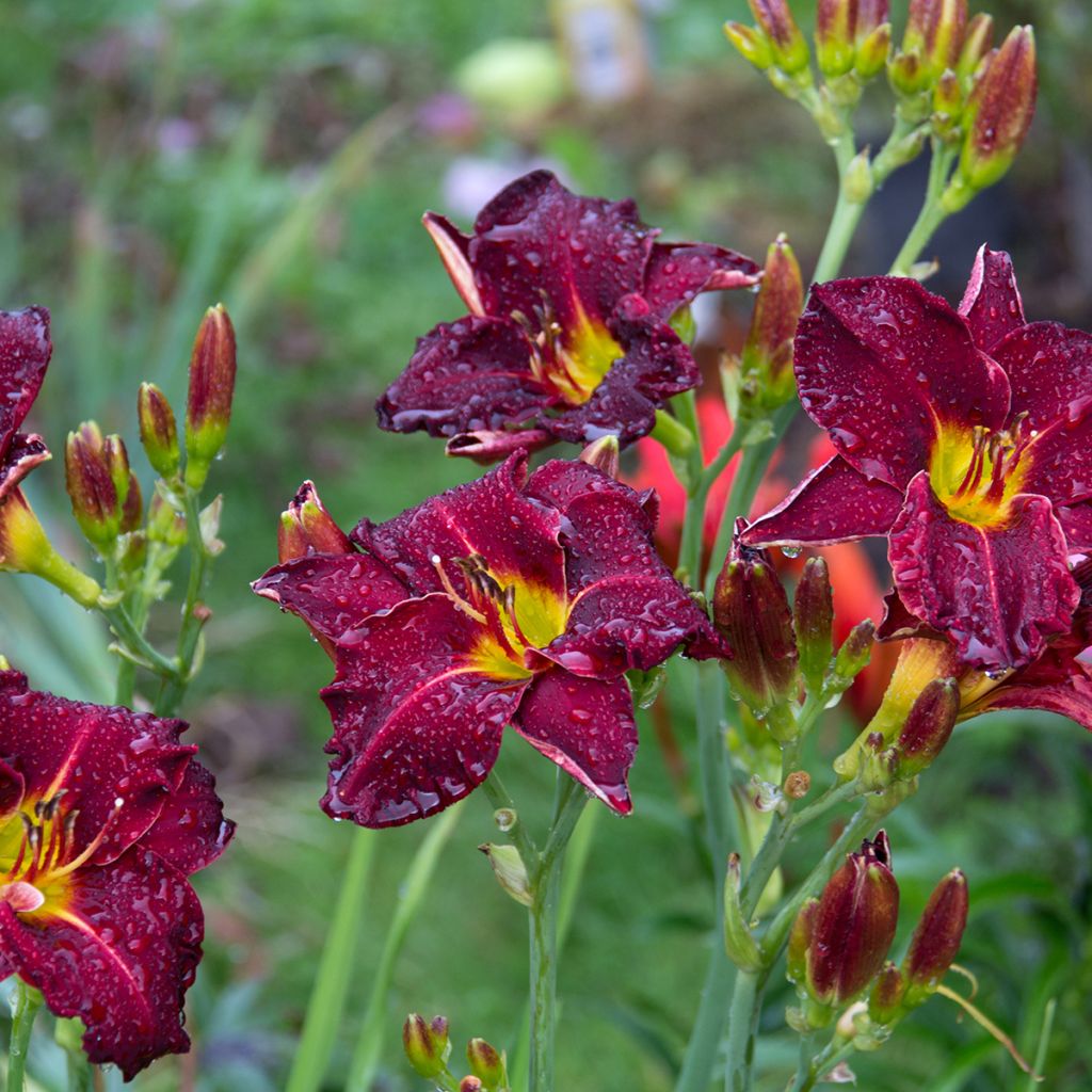 Hemerocallis Strutter s Ball - Taglilie