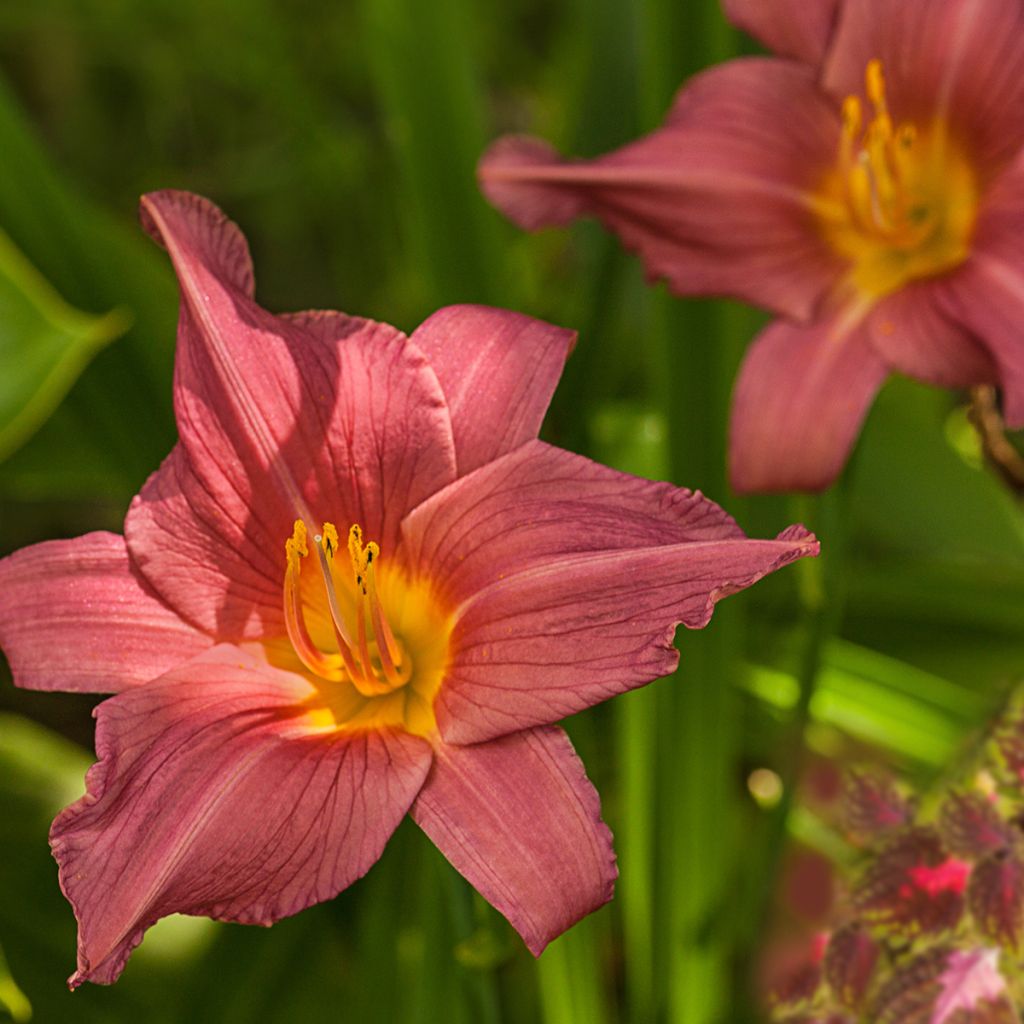 Hemerocallis Summer Wine - Taglilie