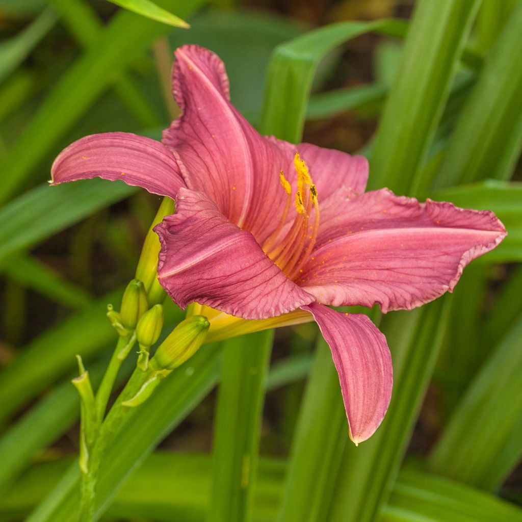 Hemerocallis Summer Wine - Taglilie