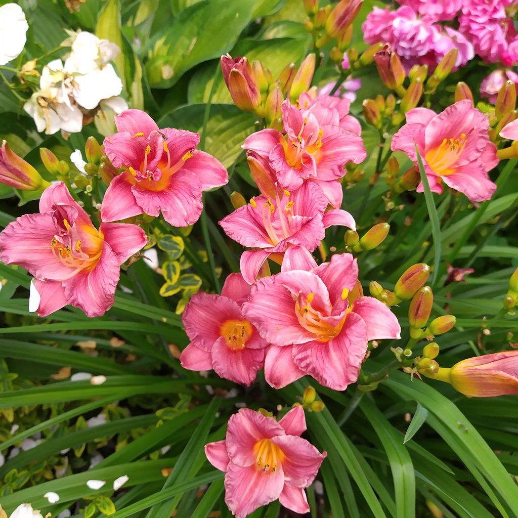 Hemerocallis Summer Wine - Taglilie