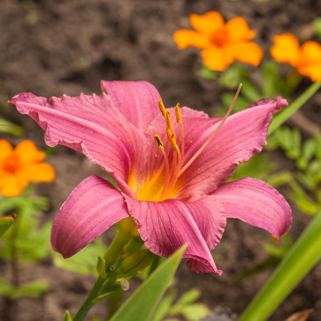 Hemerocallis Summer Wine - Taglilie