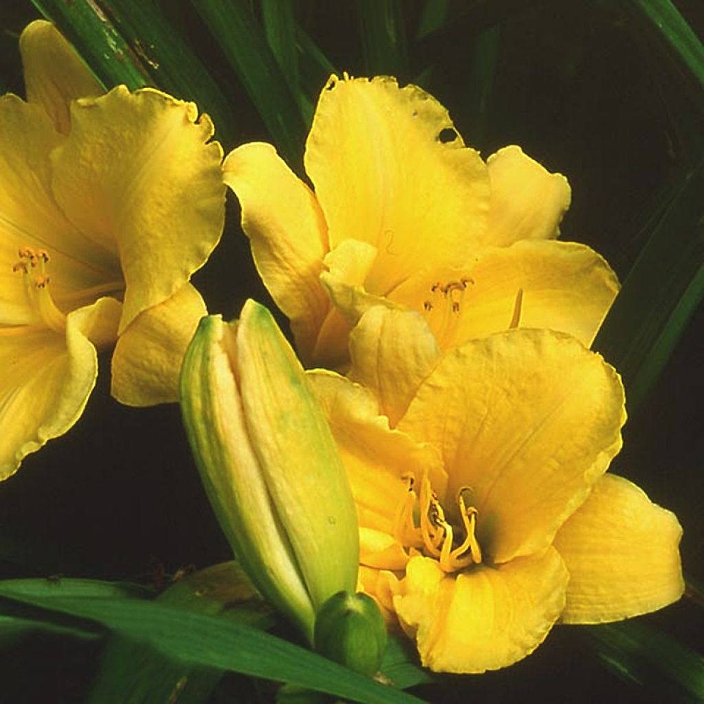 Hemerocallis Sun's Eyes - Taglilie