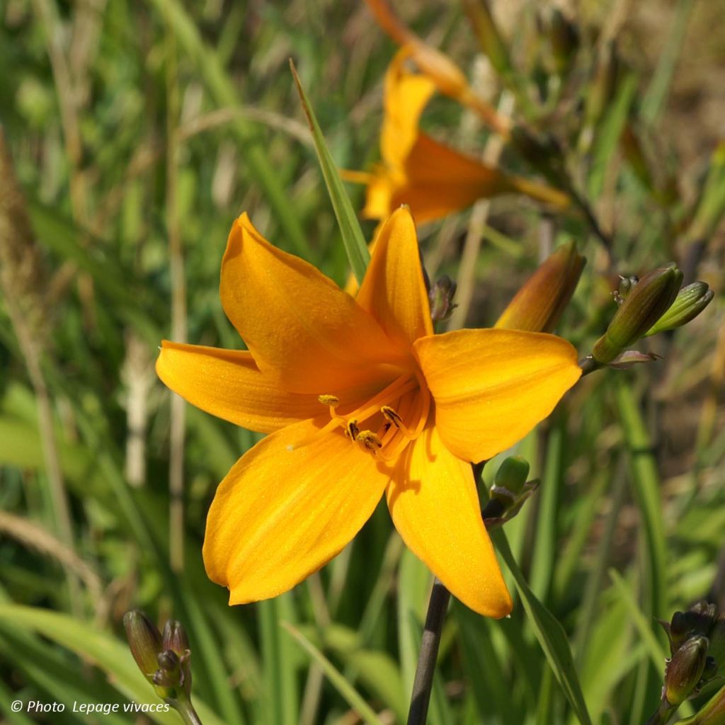 Hemerocallis Thumbelina - Taglilie