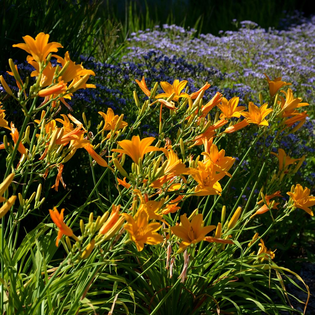 Hemerocallis Thumbelina - Taglilie