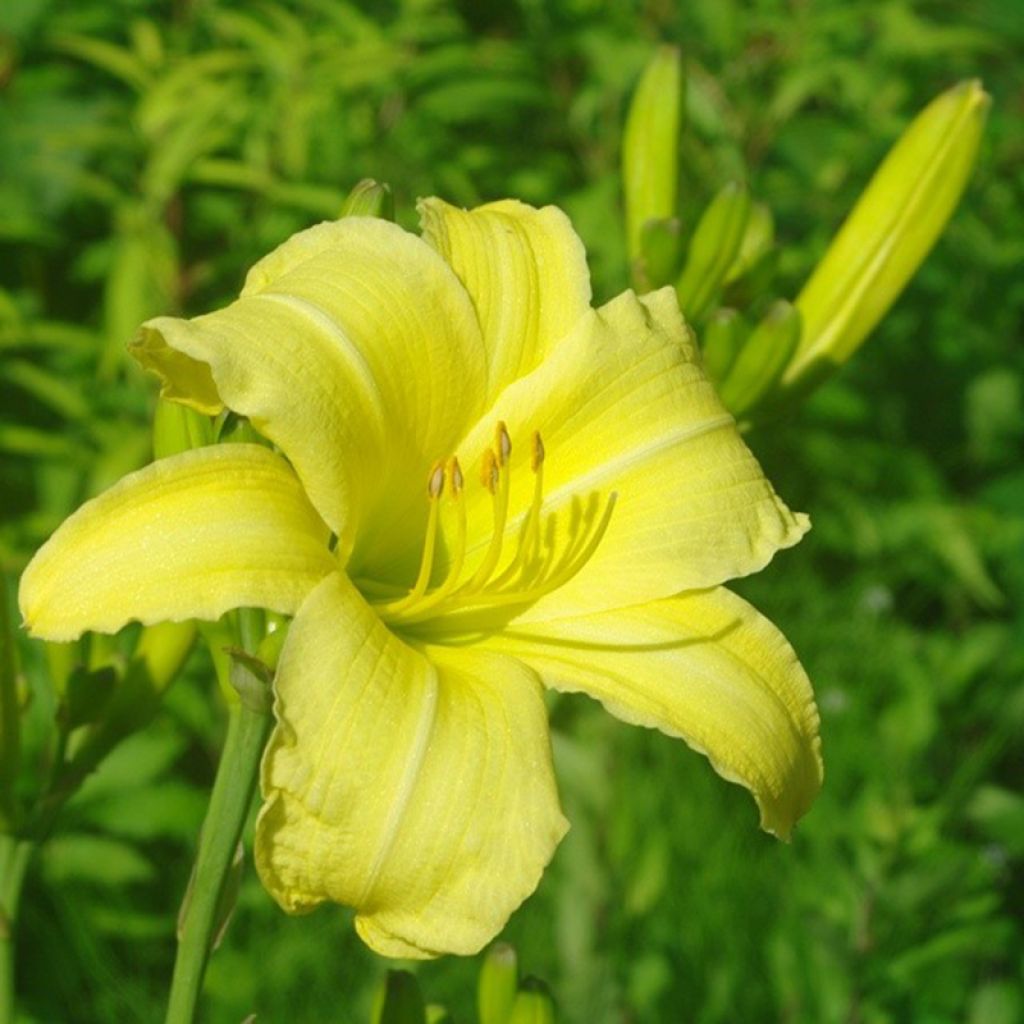 Hemerocallis citrina - Taglilie