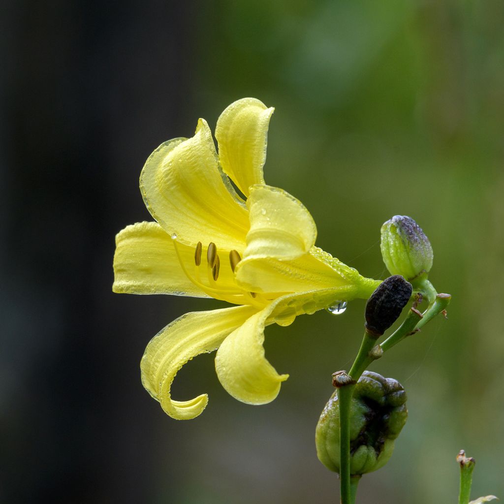 Hemerocallis citrina - Taglilie