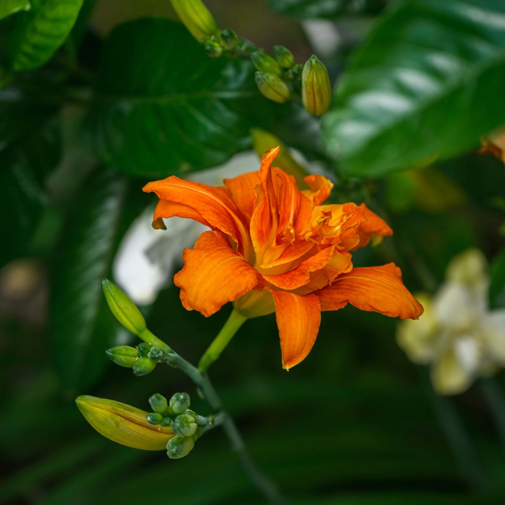 Hemerocallis fulva Flore Pleno - Taglilie