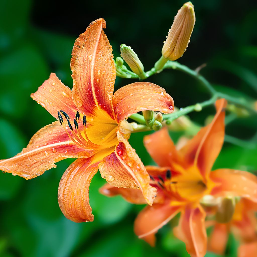 Hemerocallis fulva - Taglilie