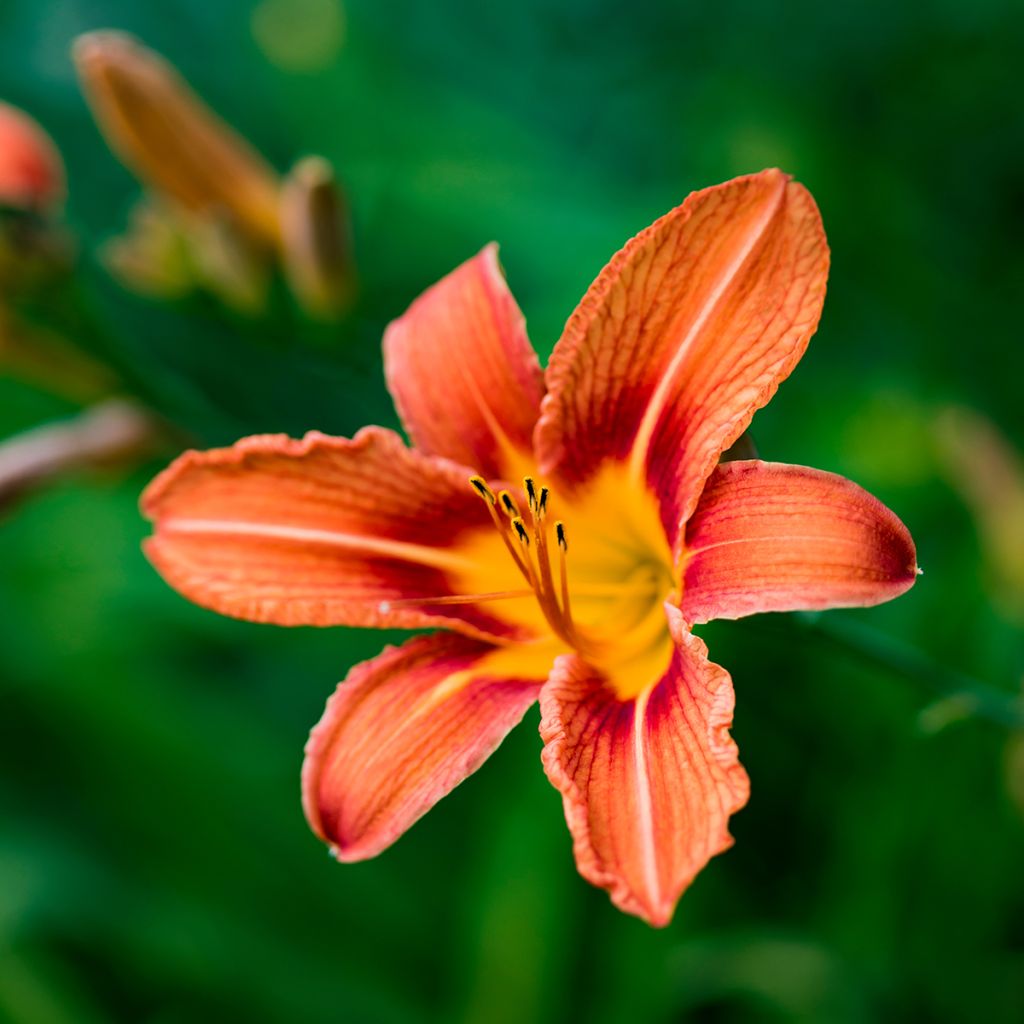 Hemerocallis fulva - Taglilie