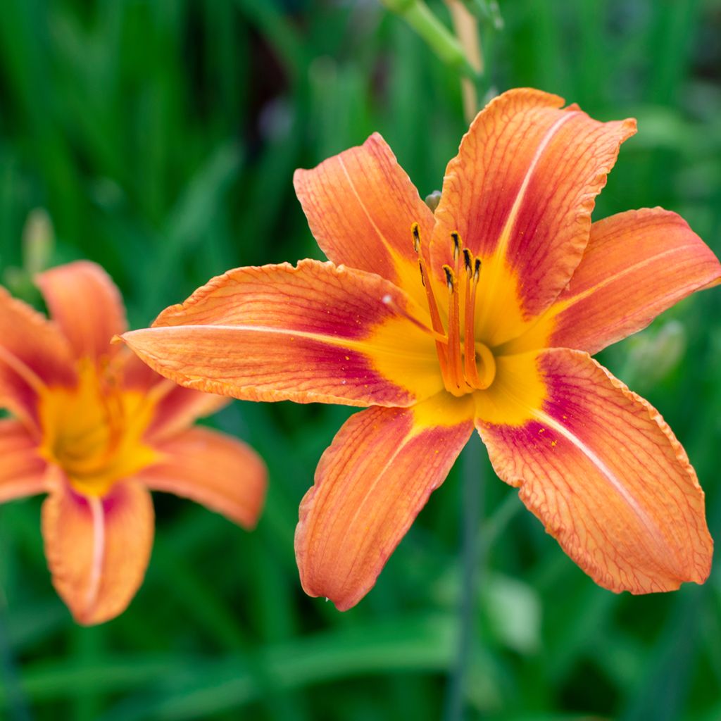 Hemerocallis fulva - Taglilie