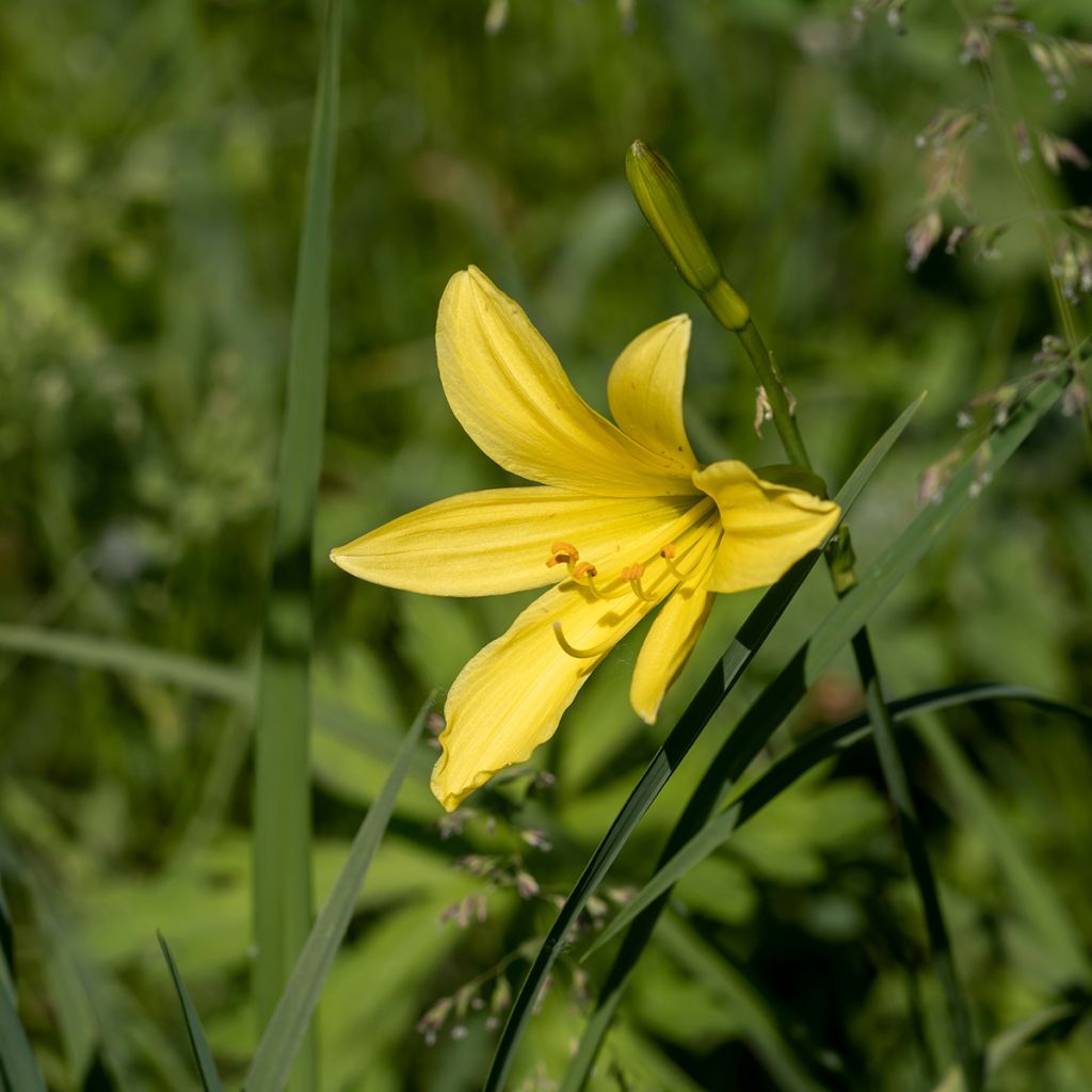 Hemerocallis lilioasphodelus - Taglilie