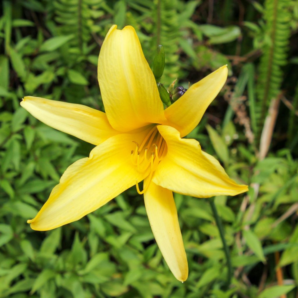 Hemerocallis lilioasphodelus - Taglilie