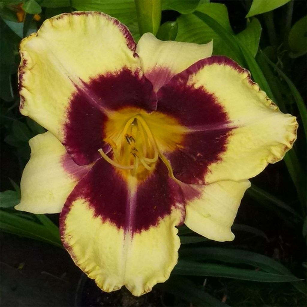 Hemerocallis Calico Jack - Taglilie