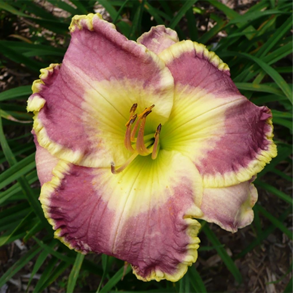 Hemerocallis Cape Breton - Taglilie