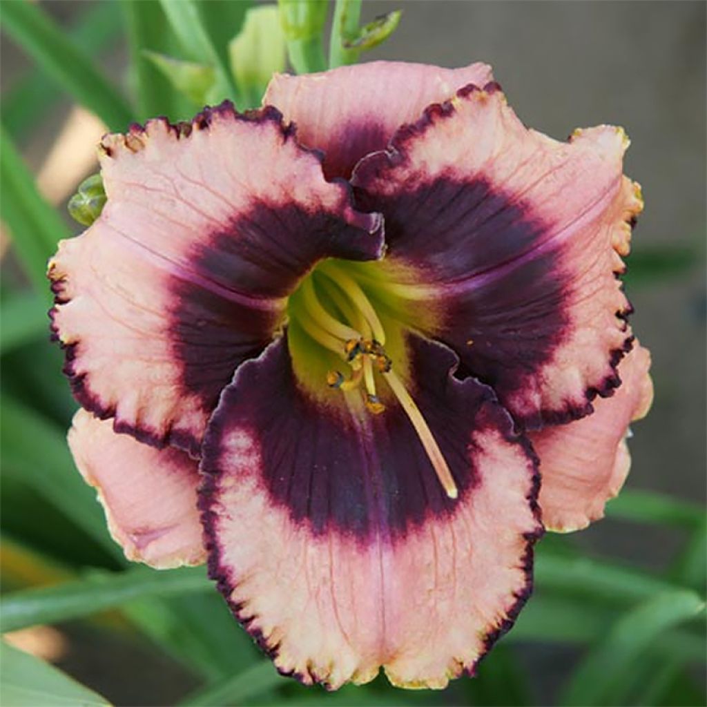 Hemerocallis Daring Deception - Taglilie