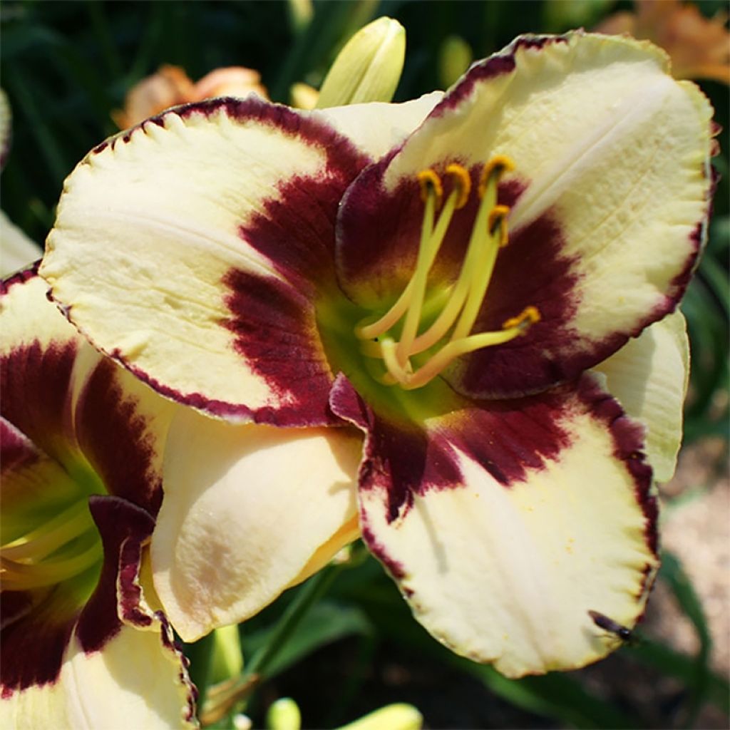 Hemerocallis Dream Legacy - Taglilie