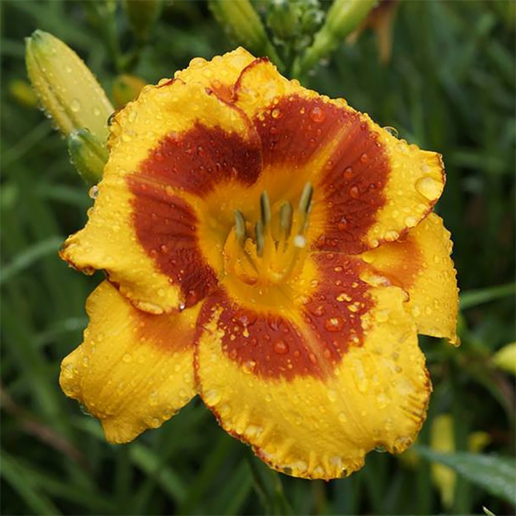 Hemerocallis Fooled Me - Taglilie