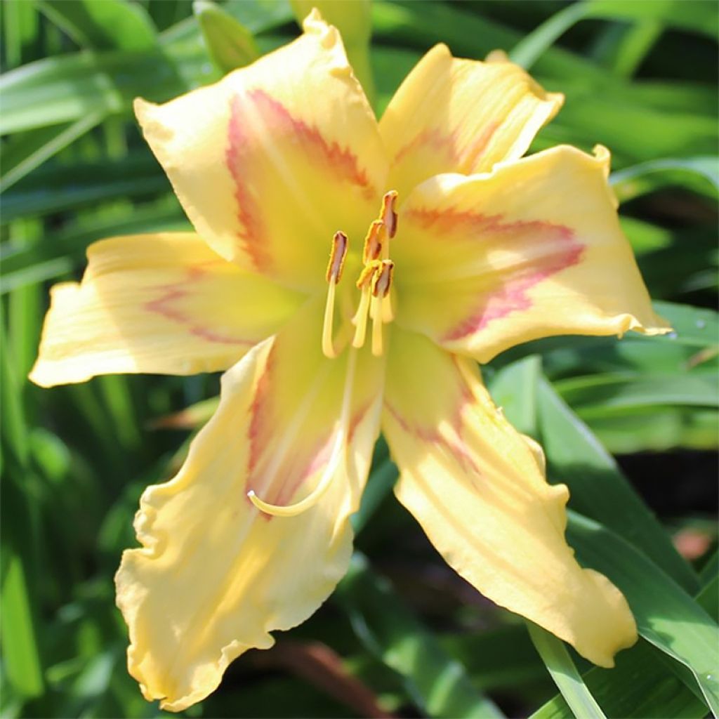 Hemerocallis Graces of Ganymede - Taglilie