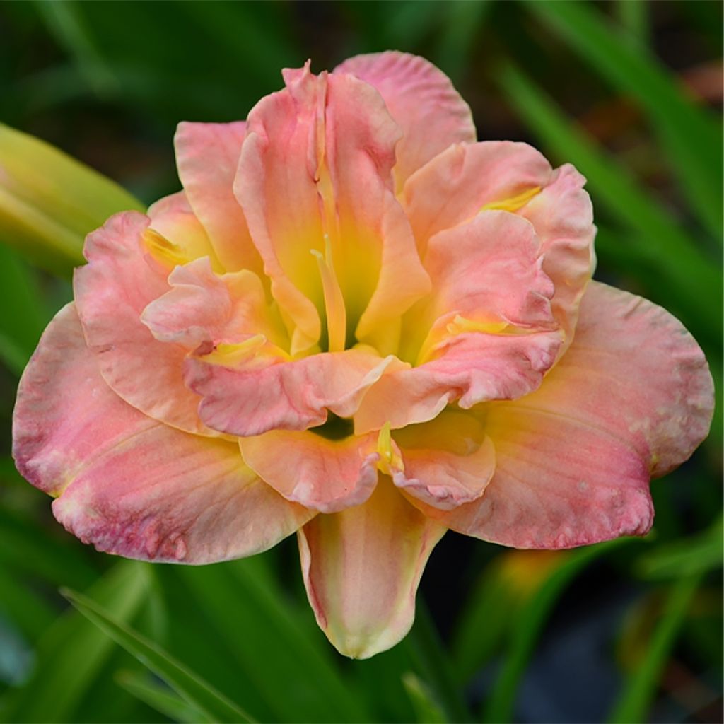 Hemerocallis Lacy Doily - Taglilie