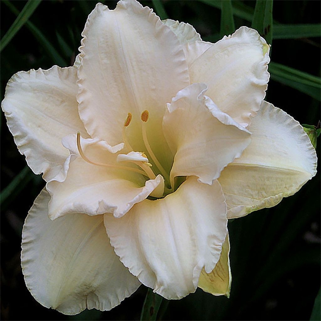 Hemerocallis Land of Cotton - Taglilie